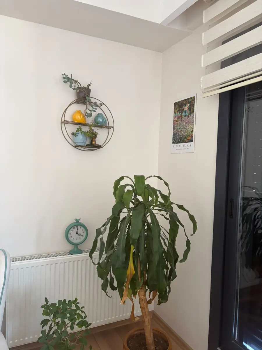 Danışma ofisinde yeşil bitkili bekleme köşesi